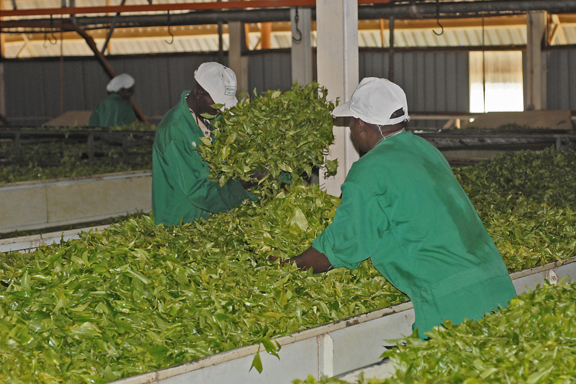 Two factory workers in green overalls and white caps turning freshly picked green tea leaves on long withering troughs inside a tea factory