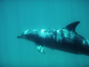 Bottlenose dolphin at Kisite-Mpunguti Marine Park.jpg